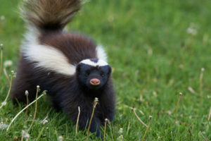 Skunk Removal Airdrie