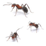 Identify-Ants-by-species