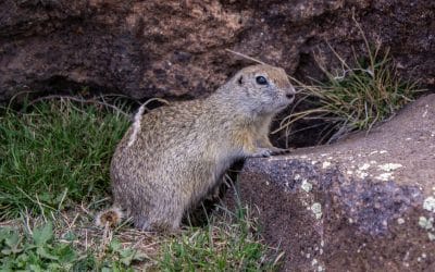 What Are Common Pests in Airdrie & Calgary?