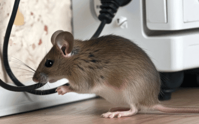 How to Keep Your House Mouse-Free