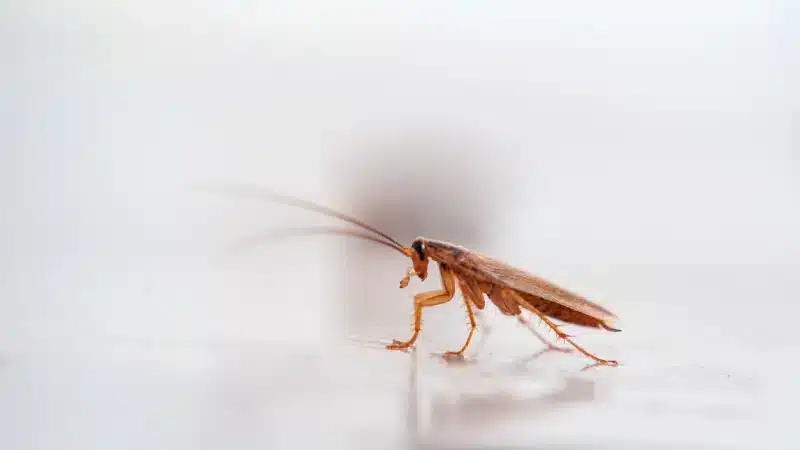How professional pest control services handle and remove German cockroach infestations