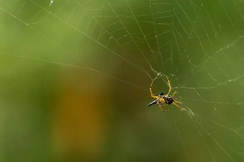 Can pest control get rid of spiders?