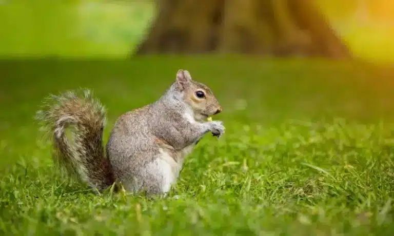 Average Costs and Key Factors That Affect Squirrel Removal by Pest Control Services