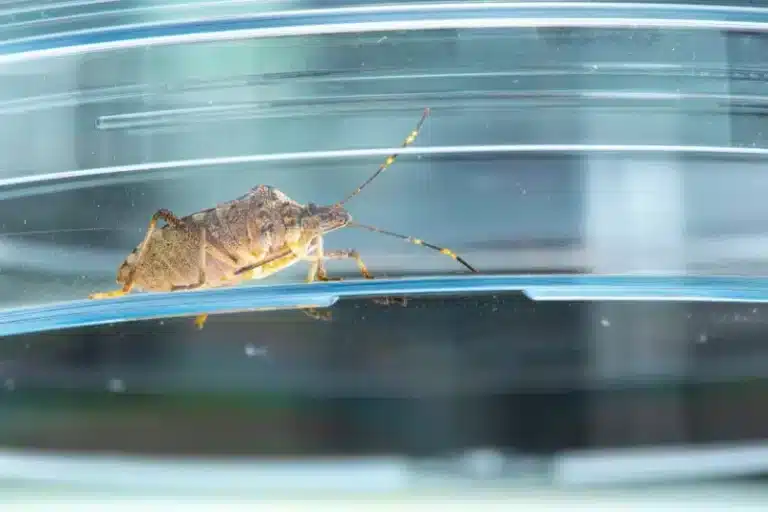 Can pest control get rid of stink bugs? When to call a professional