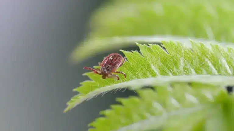 How Professional Pest Control Services Can Help Eliminate Tick Infestations