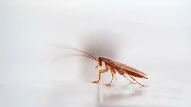 How Professional Pest Control Targets and Eliminates Roach Infestations