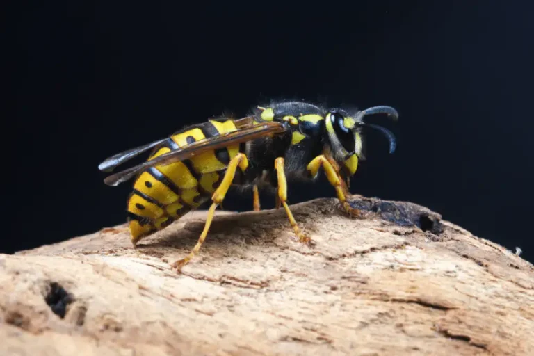 How Much Does Pest Control Cost for Wasps? | Pricing Guide