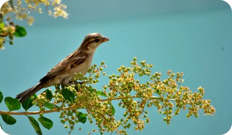 How Pest Control Tackles Bird Infestations in Homes and Businesses 1 Bird control pest control calgary