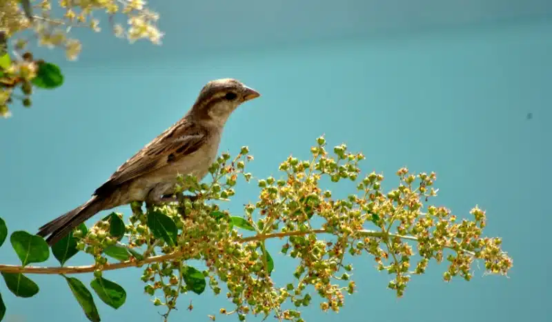 How Pest Control Tackles Bird Infestations in Homes and Businesses
