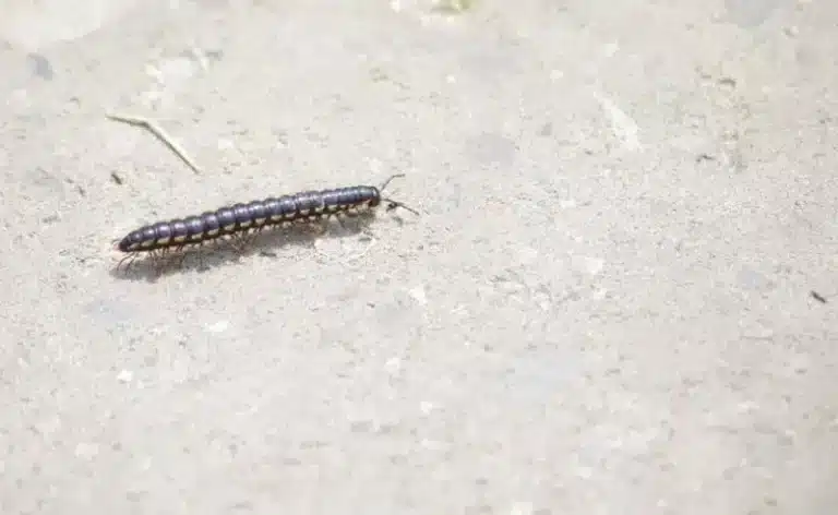 How Professional Pest Control Targets and Removes Centipede Infestations
