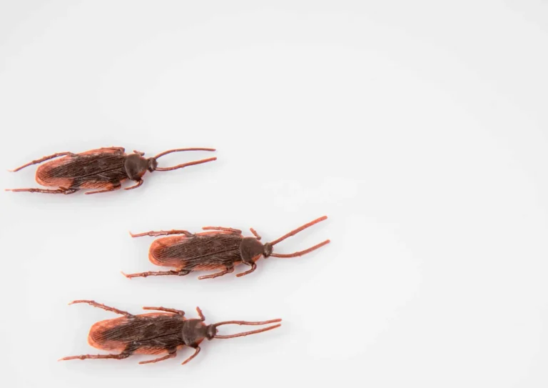 How Much Does Pest Control Cost for Roaches?