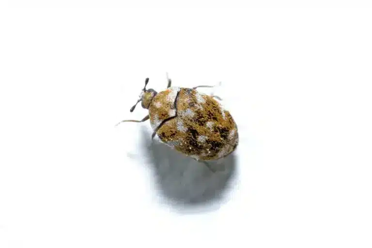 Can Pest Control Get Rid of Carpet Beetles? Methods That Work
