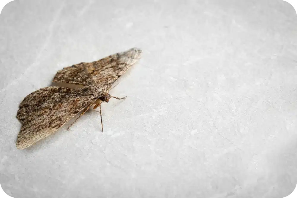 Moth on White surface Rounded Corners