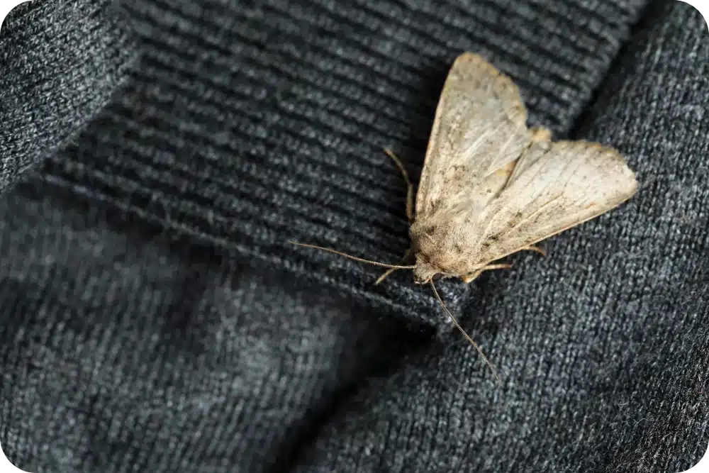 Moth on textiles Rounded Corners