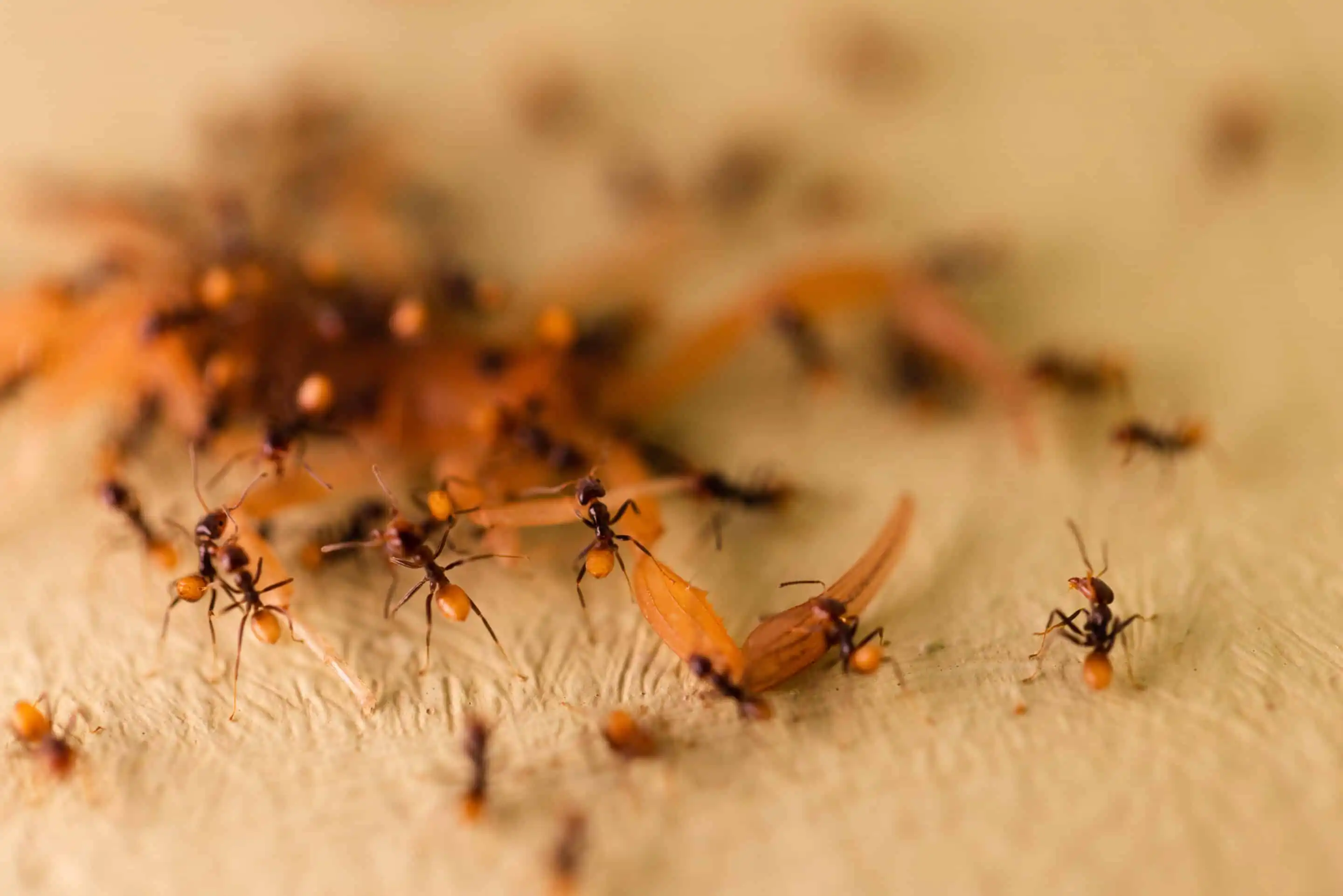 Ant Infestation