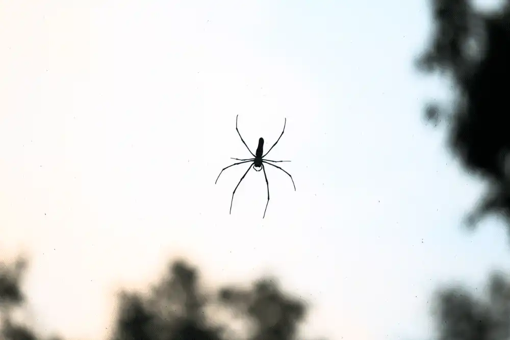 Black Widow Spider
