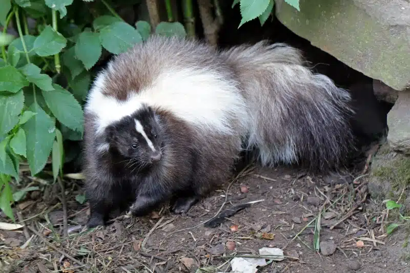 skunk removal Calgary