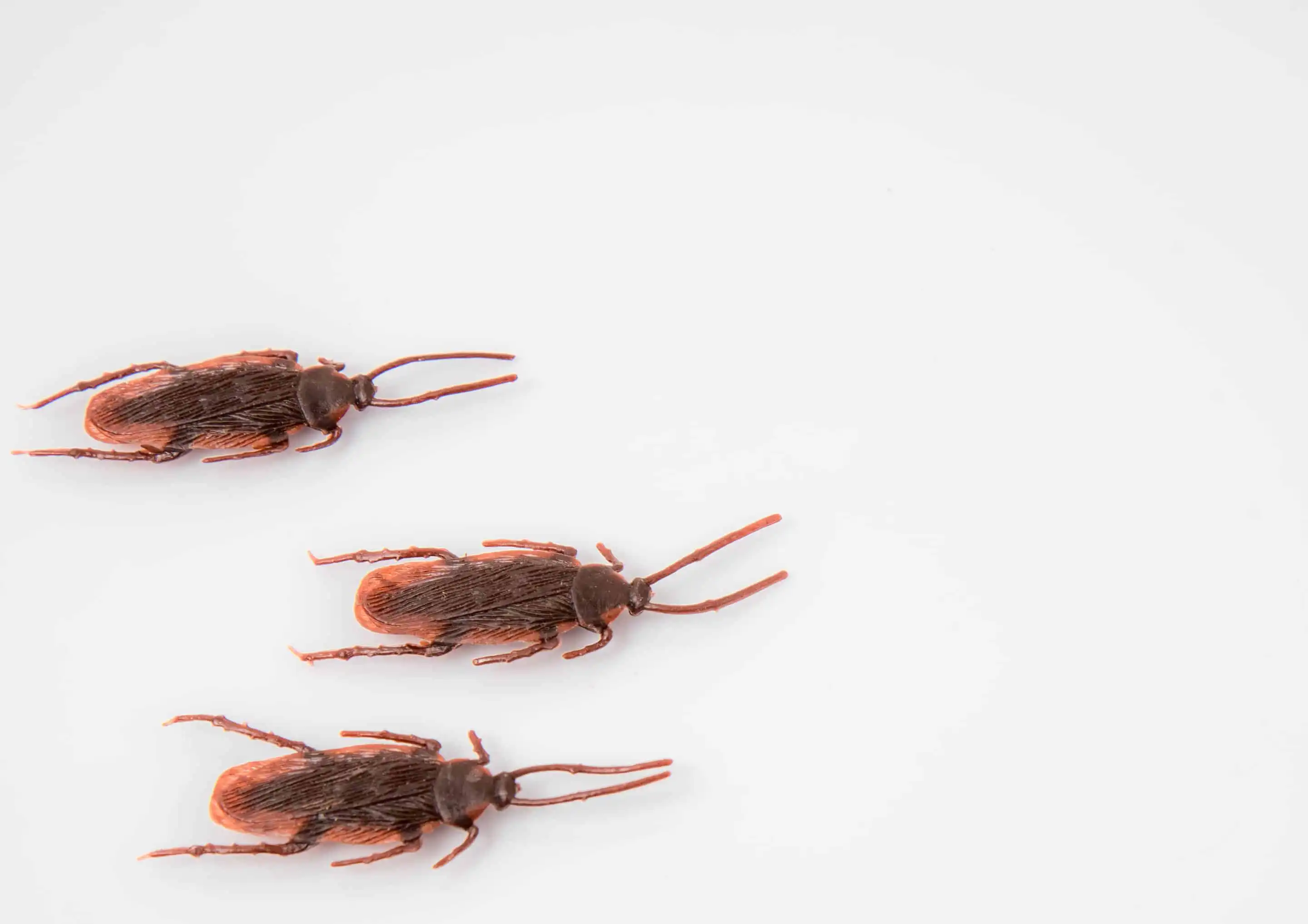 Roach Extermination Costs: Breakdown by Service Type, Severity and Home Size