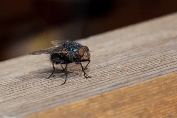 Fly 2