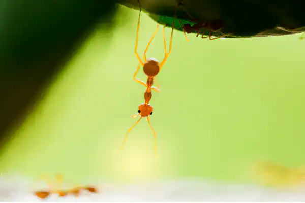 Funny Ant 2