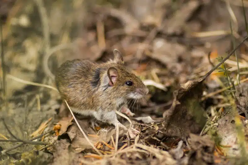 How to get rid of mice in calgary