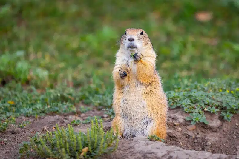 Calgary Mice Removal