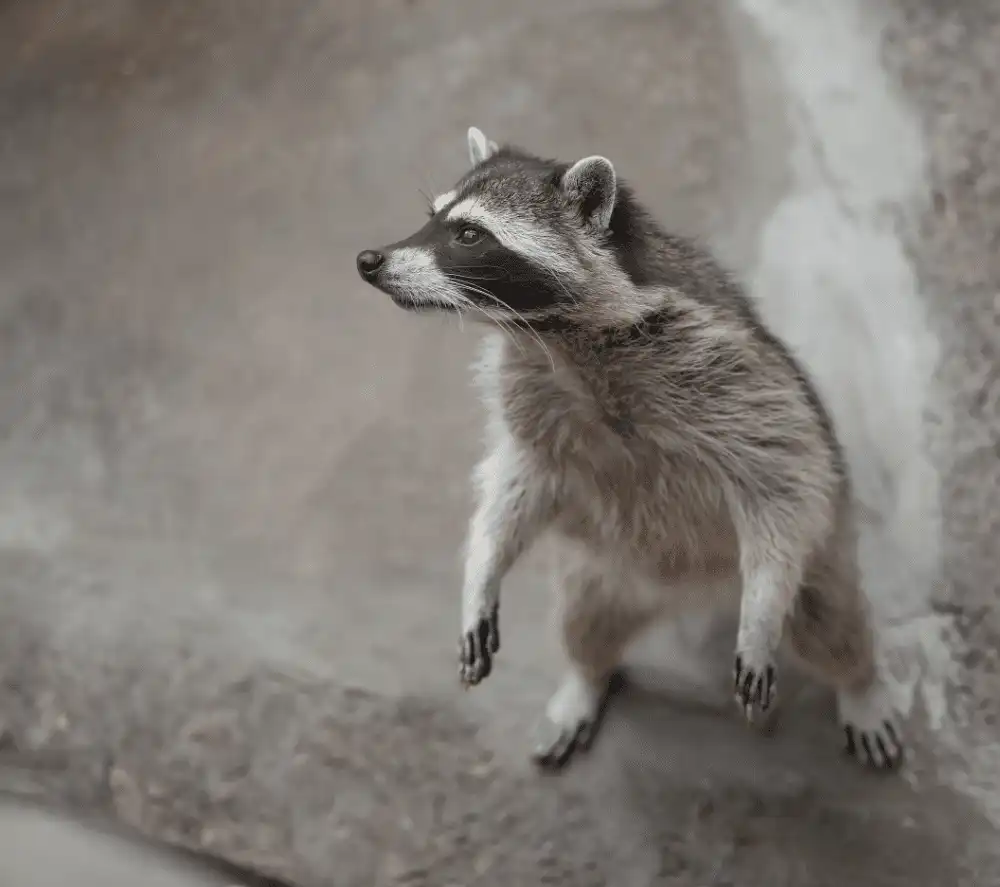 pest control Okotoks