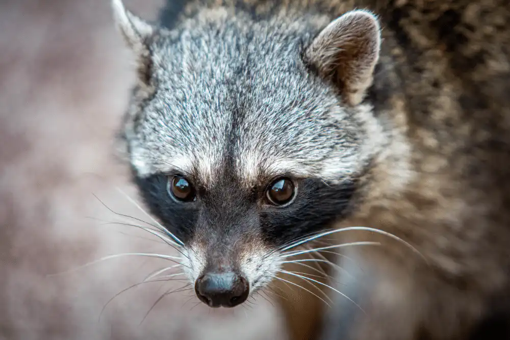 Humane raccoon removal in Calgary