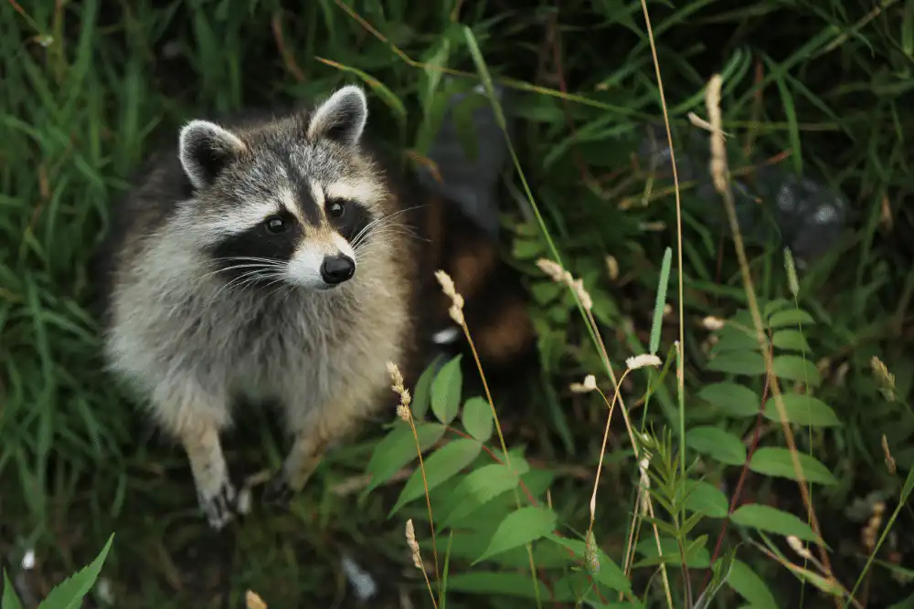 Raccoon v2