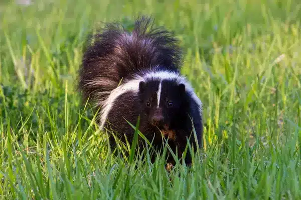 Skunk_Removal_Calgary