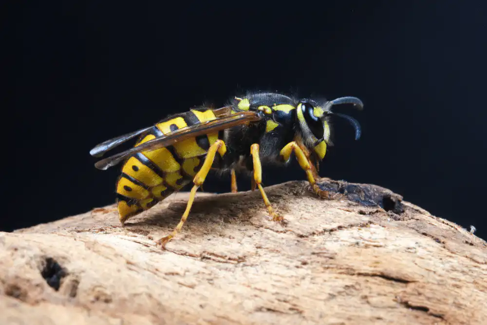 .Average Wasp Removal Costs by Infestation Type and Treatment Method