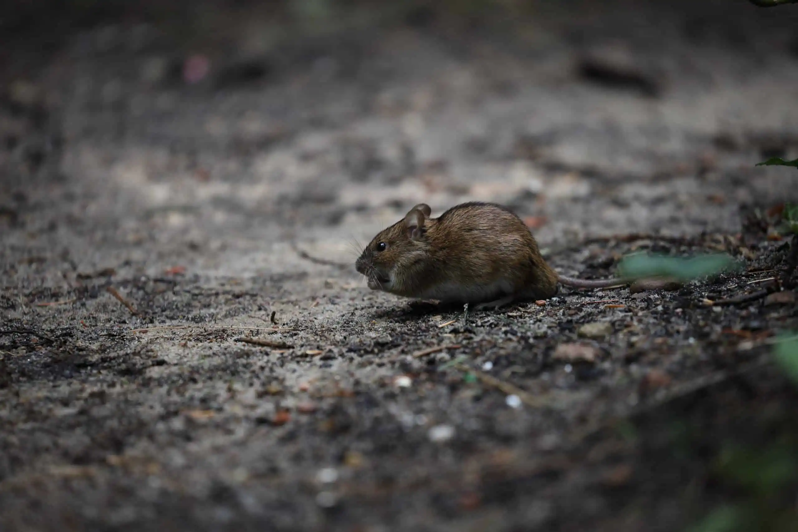 Wild Mouse