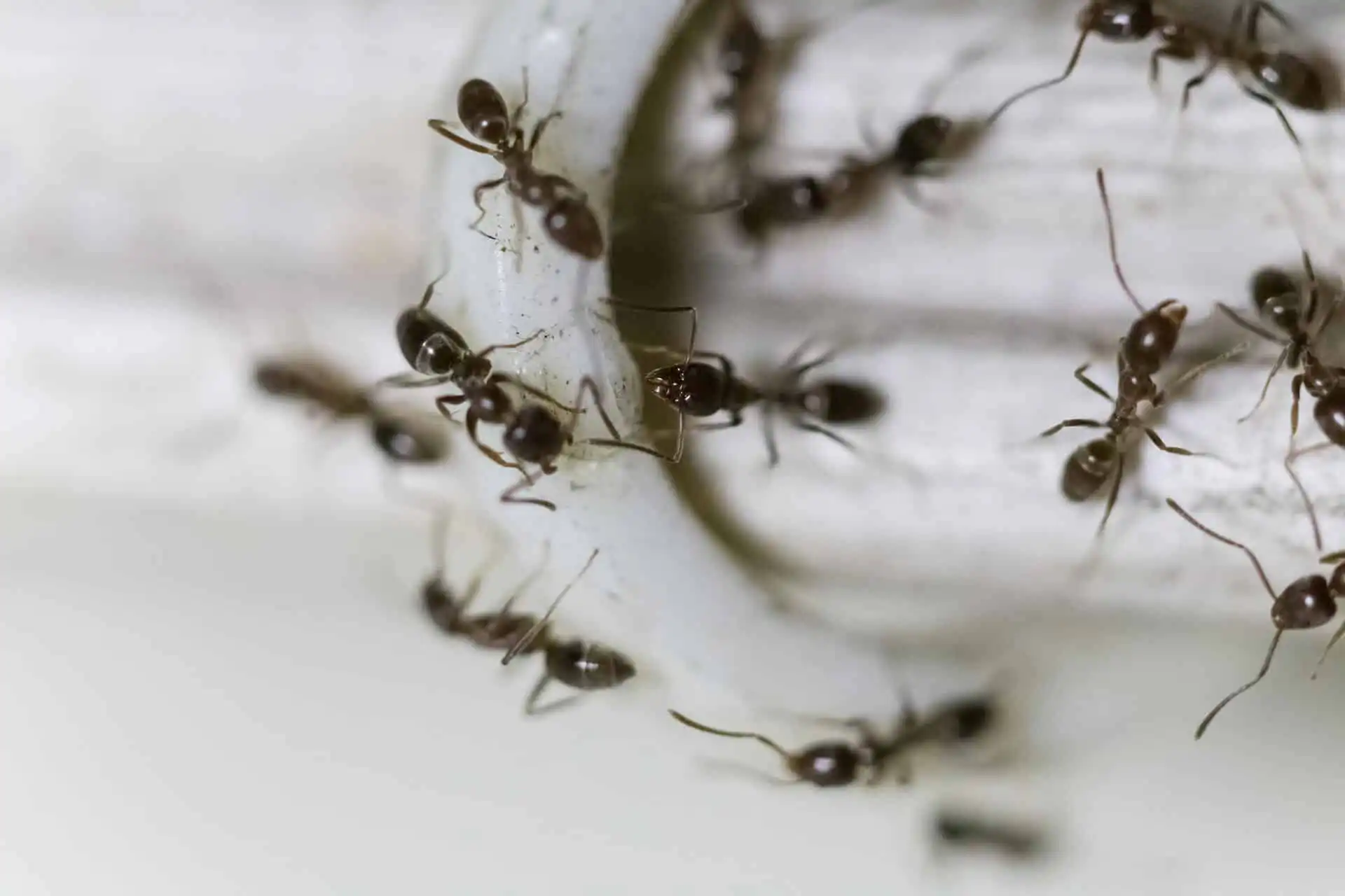 Ant Control in Calgary