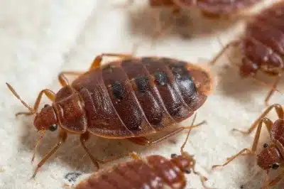 bed bug removal calgary