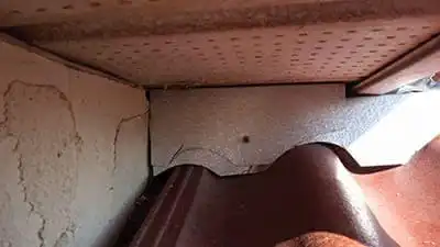 blocked-entry-squirrel