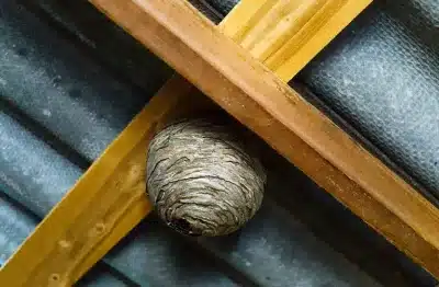 pest control services