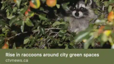 ctv-raccoons