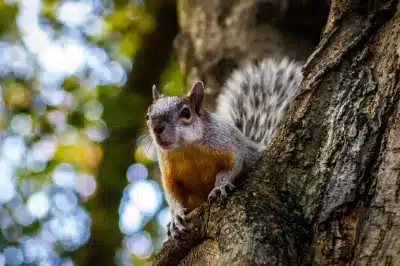 how to stop squirrels in calgary