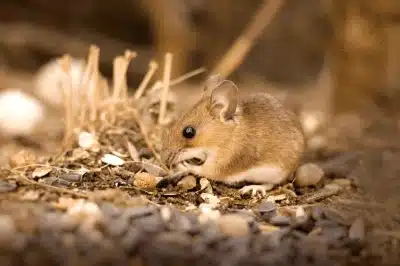 mouse control in Calgary