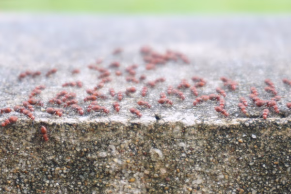 pavement-ants-png
