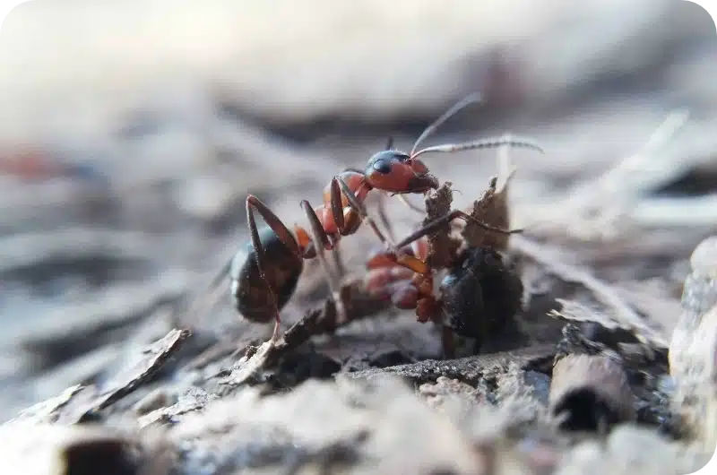 Ant control calgary