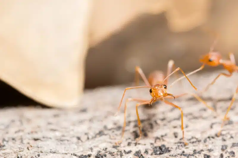 Ant Pest Control Costs: Average Prices by Treatment and Severity