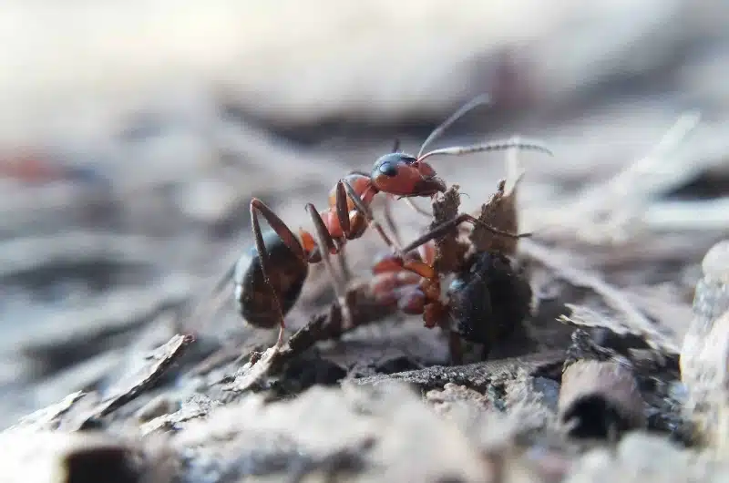 Recommended Frequency of Ant Control Treatments for Consistent Indoor Protection