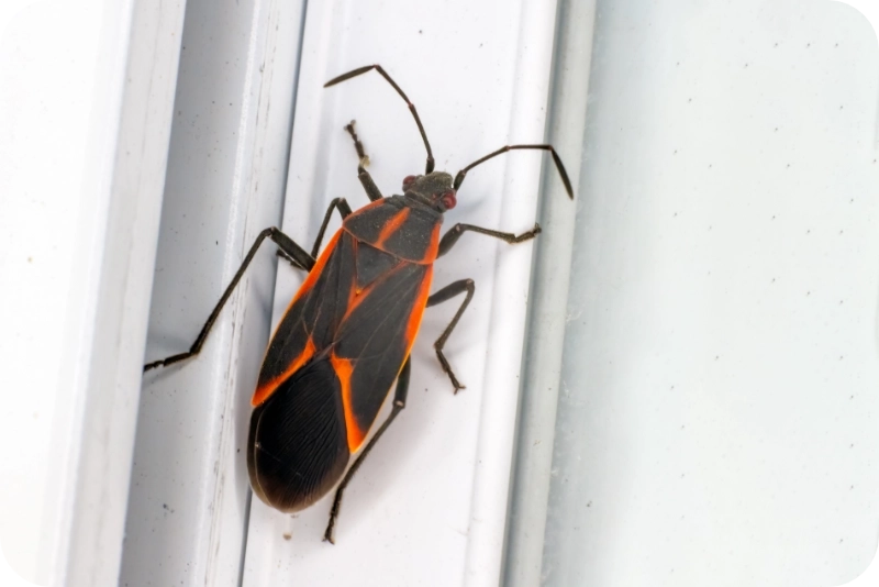 Boxelder removal pest control calgary