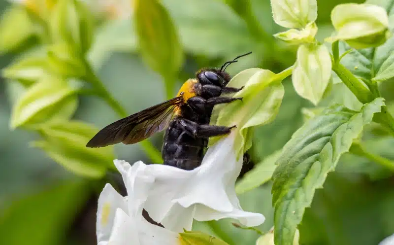 How Pest Control Methods Affect Bees and What Risks They Pose to Pollinators