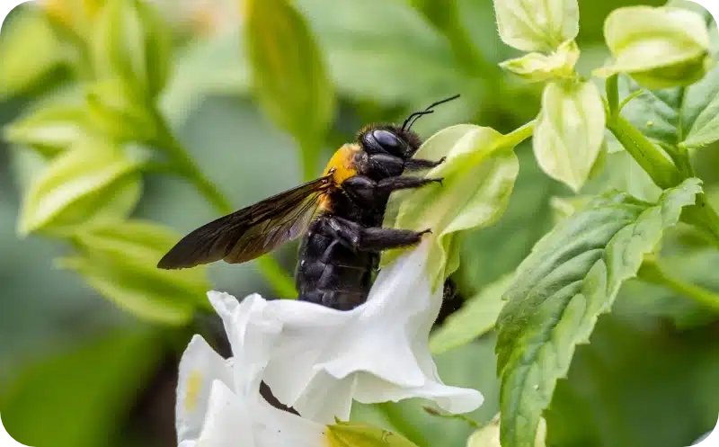 Carpenter bee removal calgary pest control