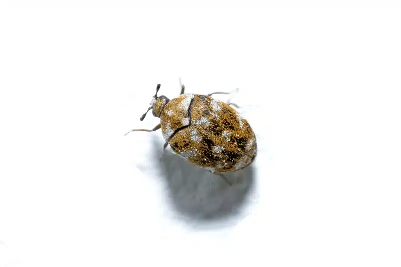 How Professional Treatment Targets and Eliminates Carpet Beetle Infestations
