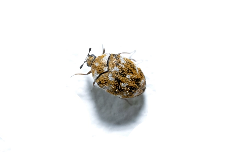 Carpet beetle removal pest control calgary
