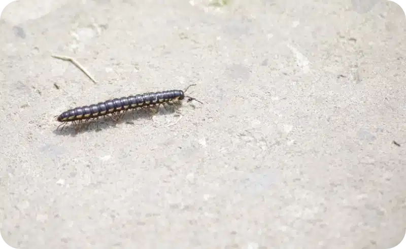How Professional Pest Control Targets and Removes Centipede Infestations 1 Centipede control pest control calgary