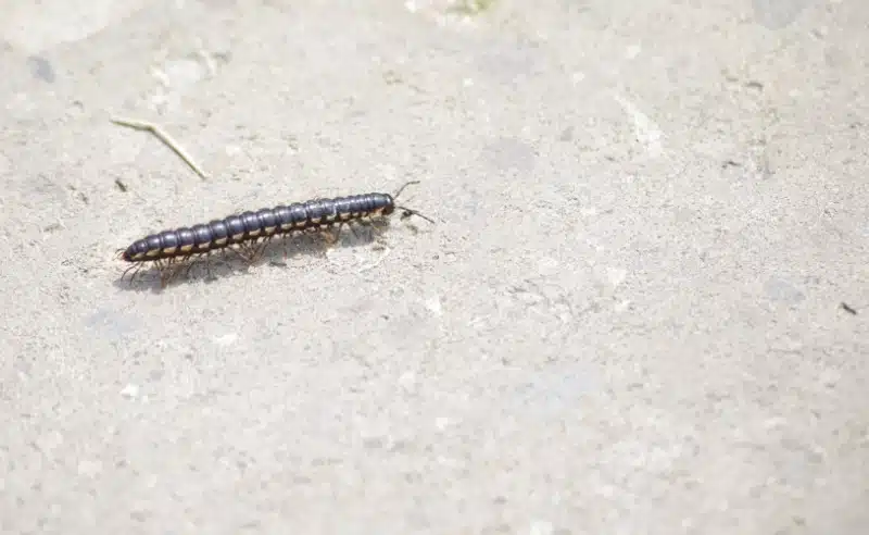 How Professional Pest Control Targets and Removes Centipede Infestations